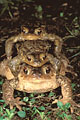 Deux mâles essaient de s'accoupler avec la même femelle.
(Bufo bufo) accouplement crapaud commun femelle mâles Bufo bufo reproduction 